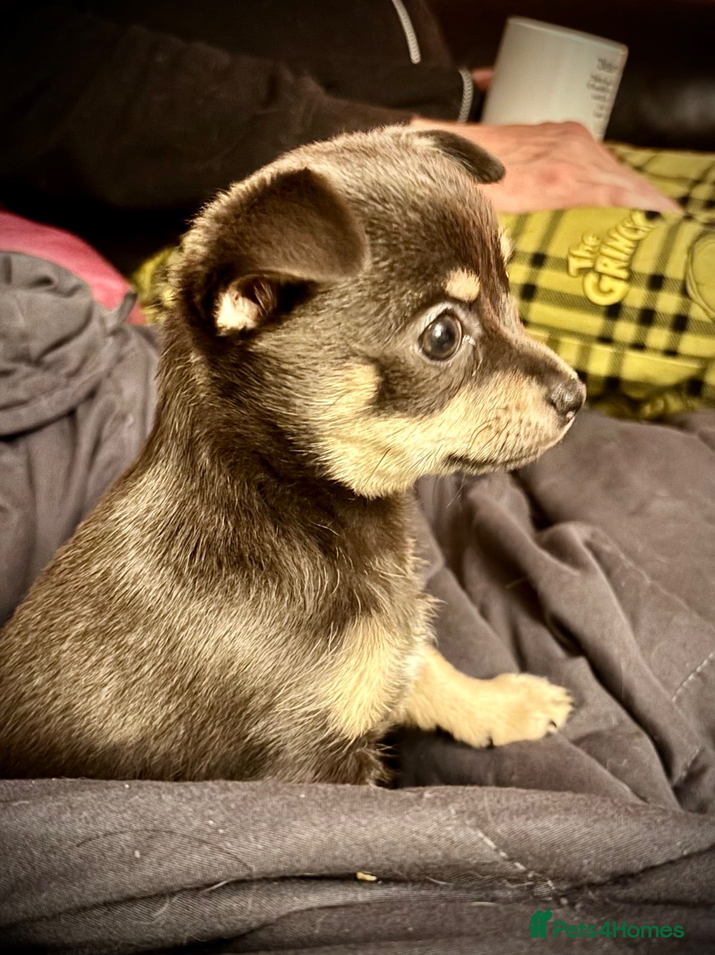 Chihuahua dogs Last little chihuahua girl - Advert 13