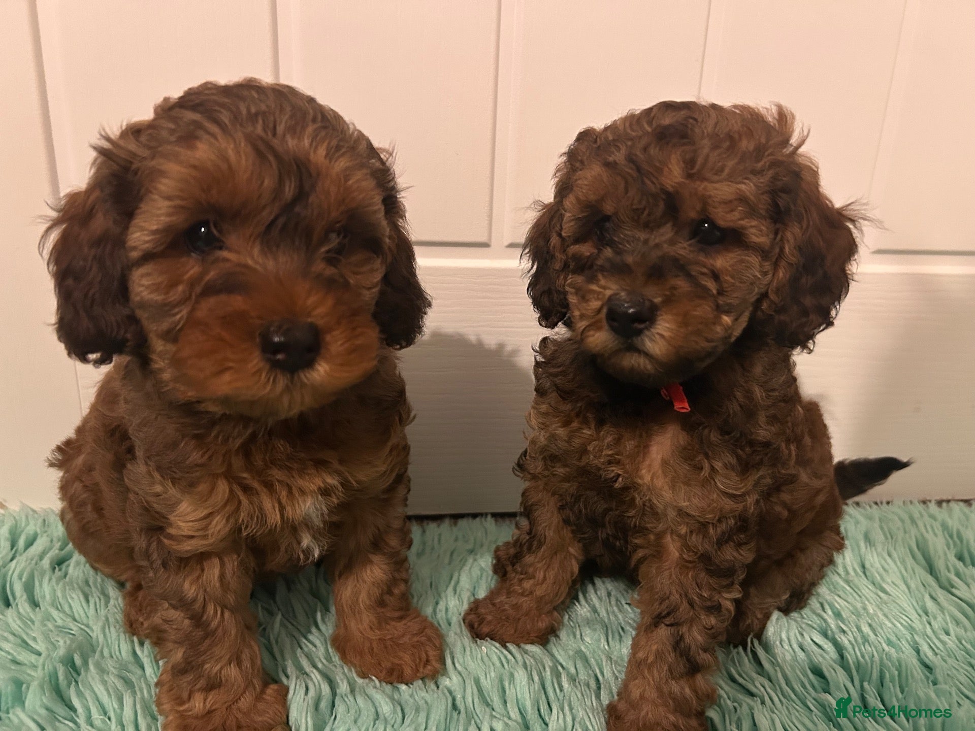Cavapoo dogs READY THIS WEEK- 2 Merle Toy Cavapoo Puppies left  - Advert 6