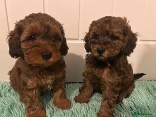 Cavapoo dogs READY THIS WEEK- 2 Merle Toy Cavapoo Puppies left - Advert 6