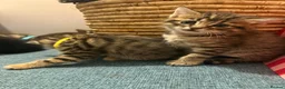 Mixed Breed cats for sale: 3 Gorgeous Tabby Boys available - Advert 16