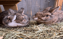 Netherland Dwarf rabbits for sale: Bonded pair of Netherlands Dwarfs - Image 3