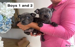 Staffordshire Bull Terrier dogs for sale: Beautiful staffordshire bull terrier puppies  - Image 12
