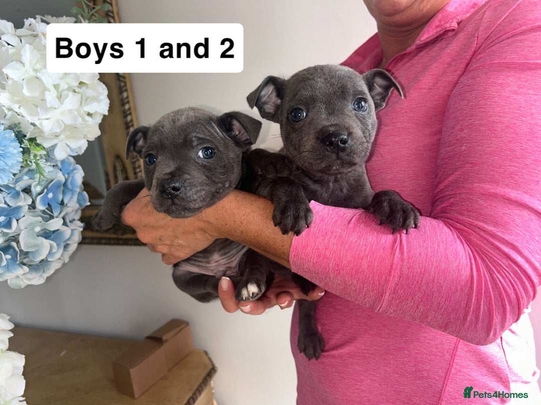 Staffordshire Bull Terrier dogs for sale: Beautiful staffordshire bull terrier puppies  - Image 12