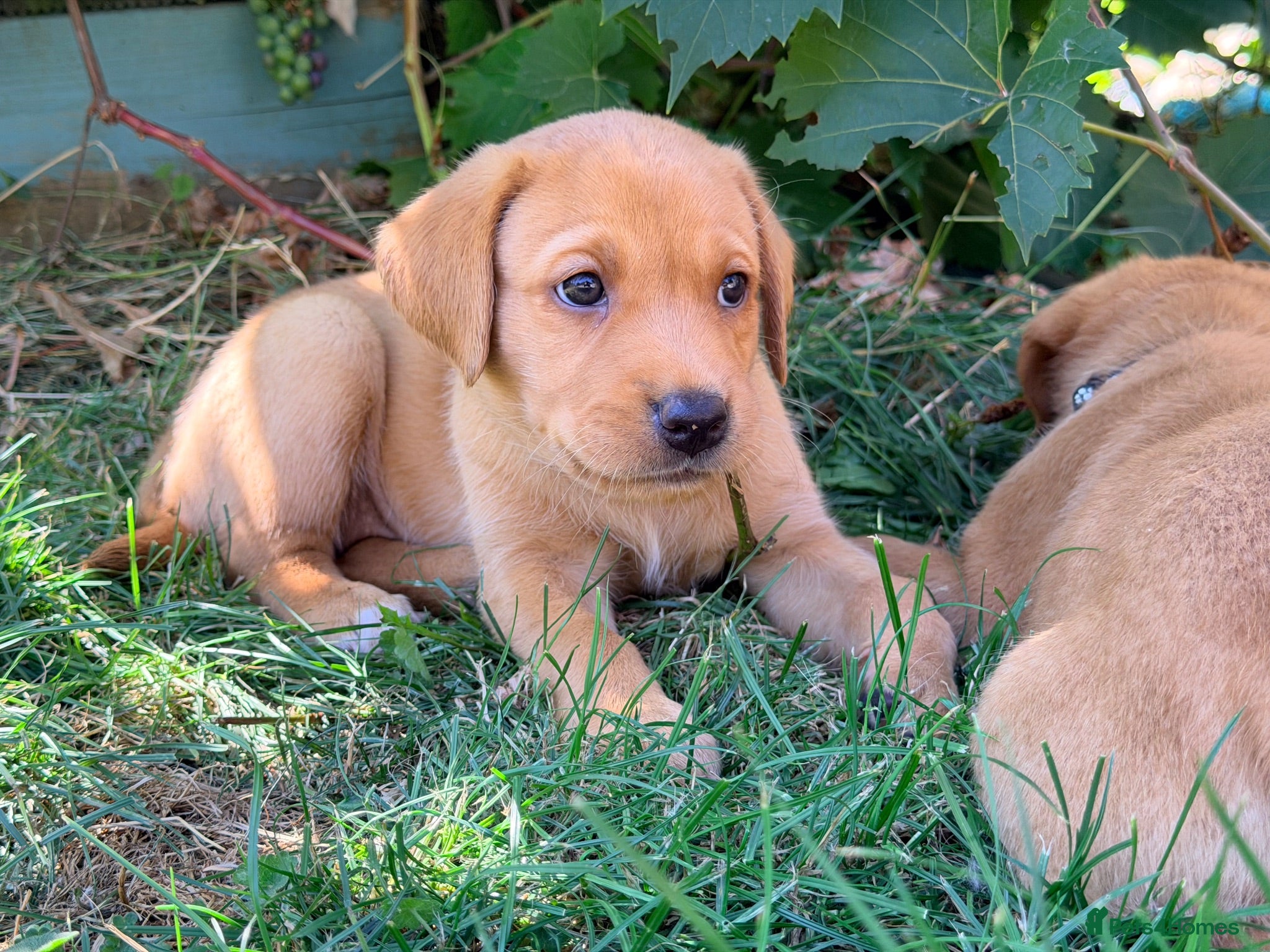 Labrador Retriever dogs Stunning fox red kennel club Labrador puppies  - Advert 1