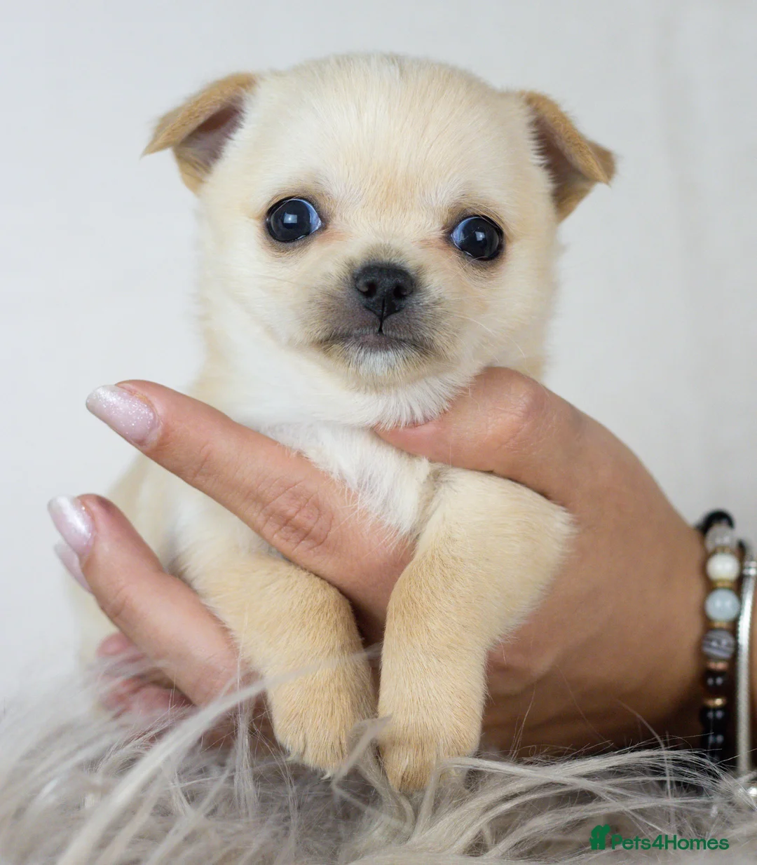 Chihuahua dogs for sale: Short- haired Chihuahua girls - Advert 13