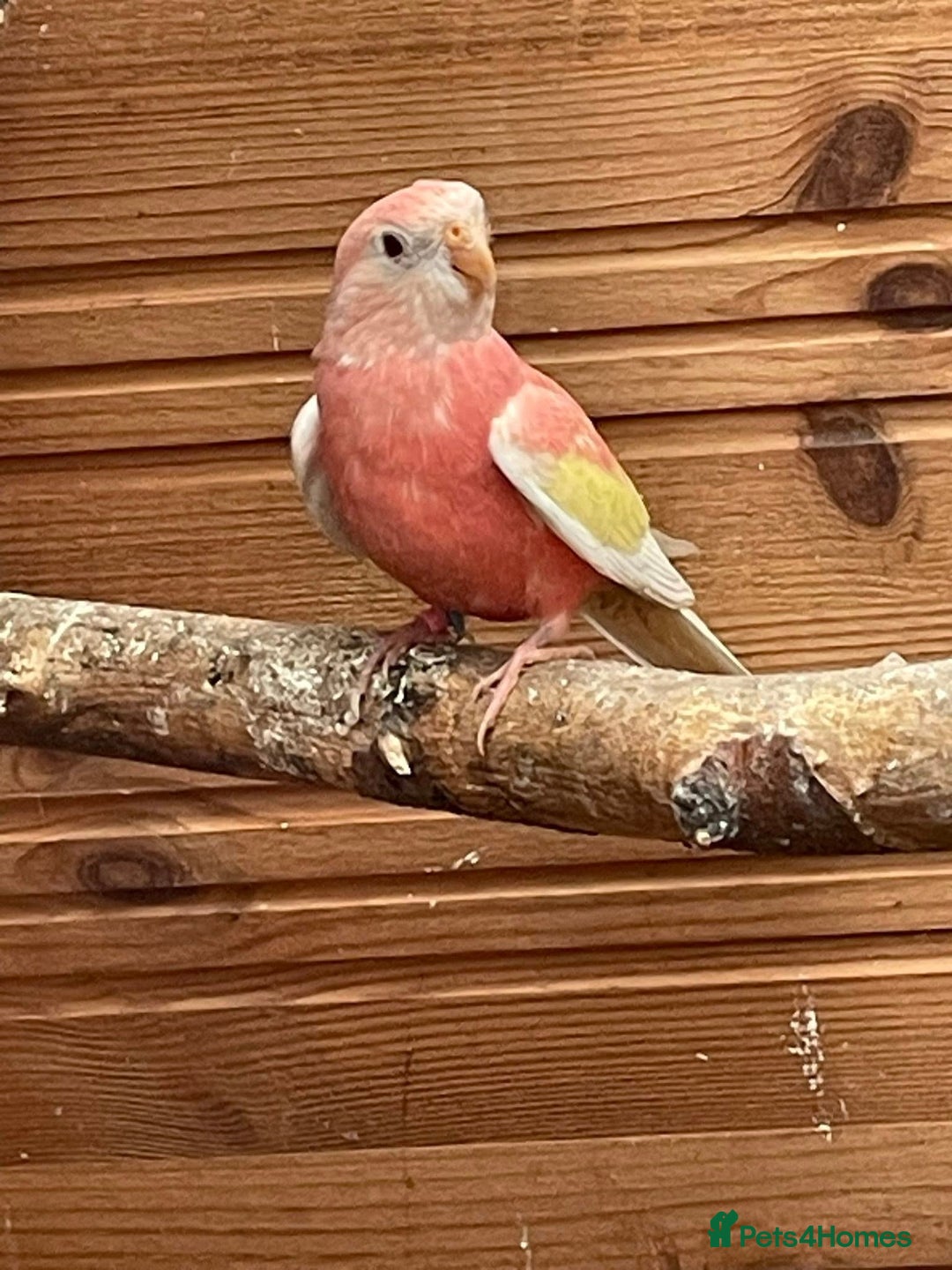 Parakeets birds for sale: Breeding pair of Bourke - Advert 3