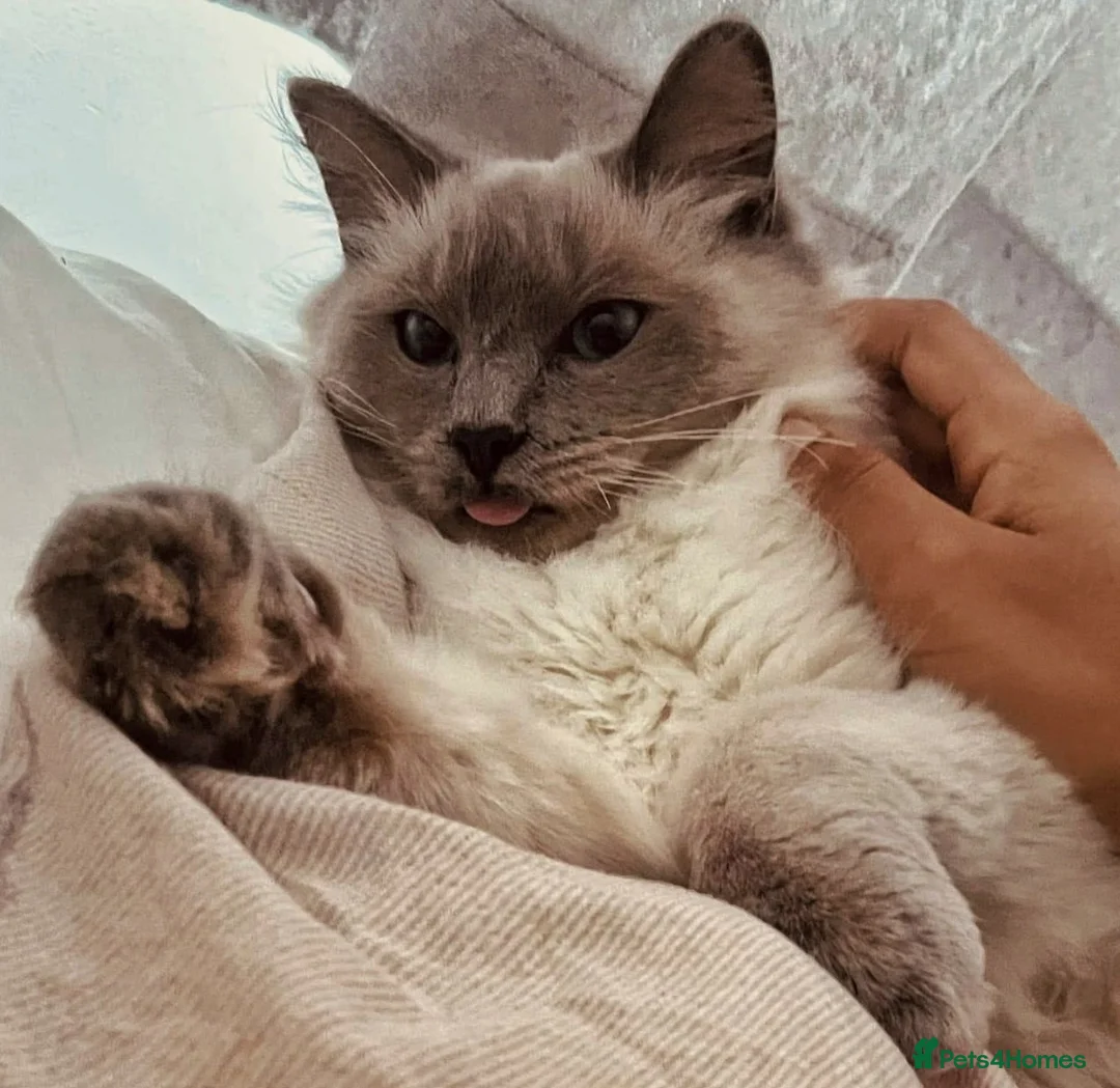 Ragdoll cats for stud: Proven GCCF Registered Stud - Advert 2