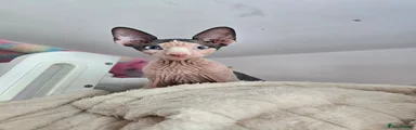Sphynx 1