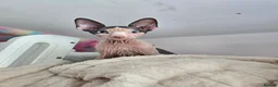 Sphynx cats for sale: Amazing blue eye boy TICA and GCCF, DBE program - Advert 15