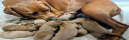 Labrador Retriever dogs for sale: KC Fox Red Labrador Puppies in Tavistock - Advert 5