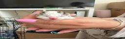 Domestic Shorthair cats for sale: A Stunning Litter Of Six Newborn Kittens  - Advert 21