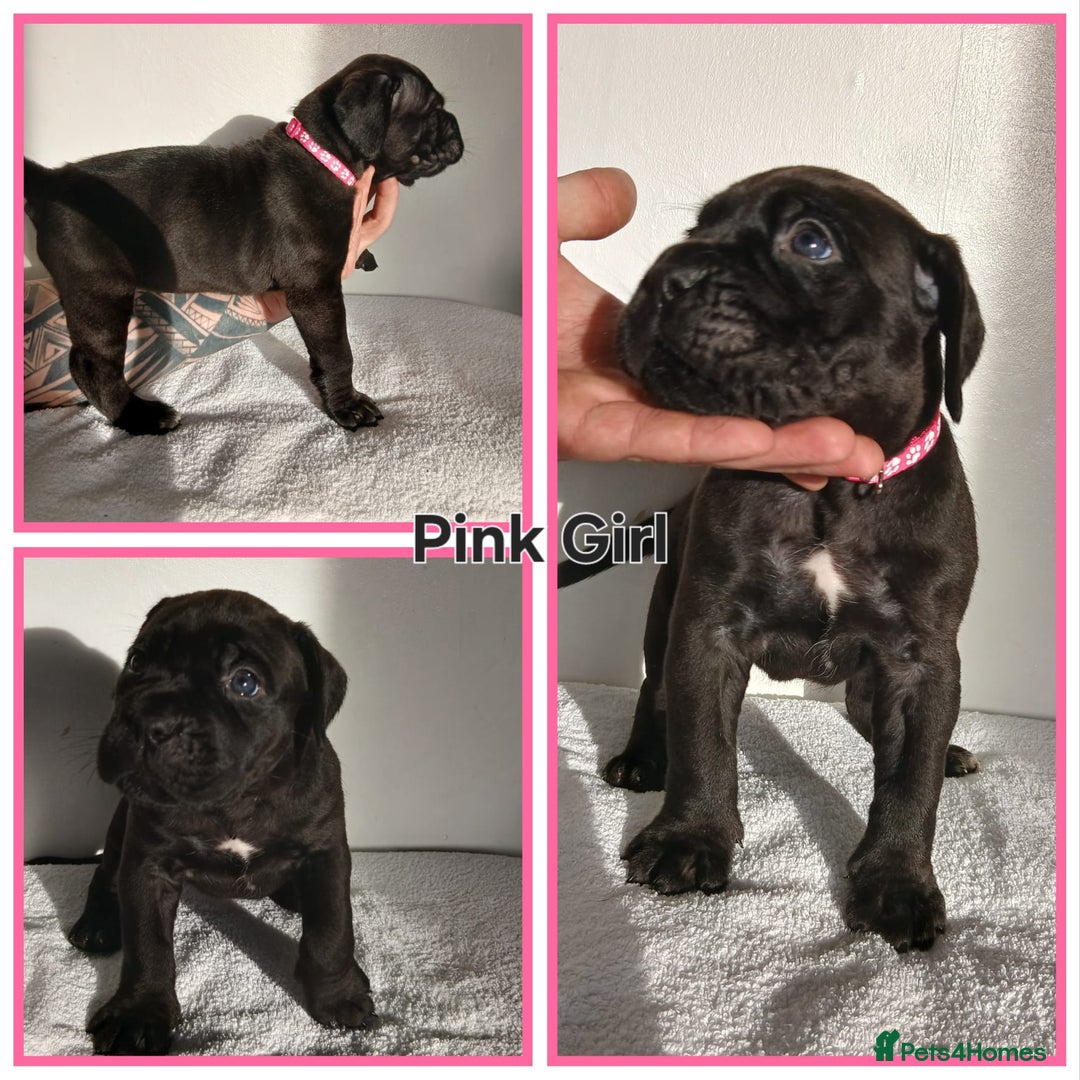 Cane Corso dogs for sale: Cane corso puppes - Advert 2