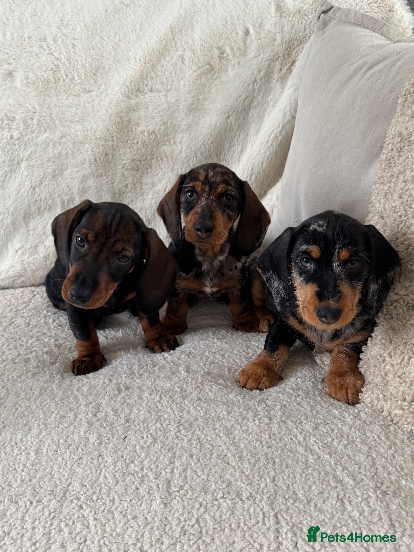 Dachshund dogs Standard wire haired dapple dachshund  - Advert 3