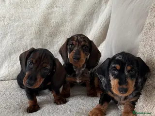 Dachshund dogs Standard wire haired dachshund - Advert 9