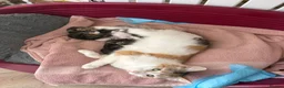 Domestic Shorthair cats for sale: Beautiful, friendly mixed calico tabby kittens in Droitwich - Advert 1