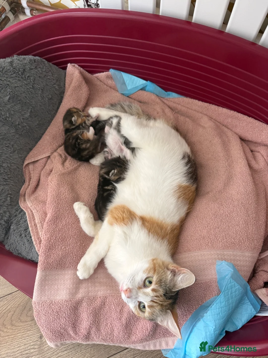 Domestic Shorthair cats for sale: Beautiful, friendly mixed calico tabby kittens in Droitwich - Advert 1