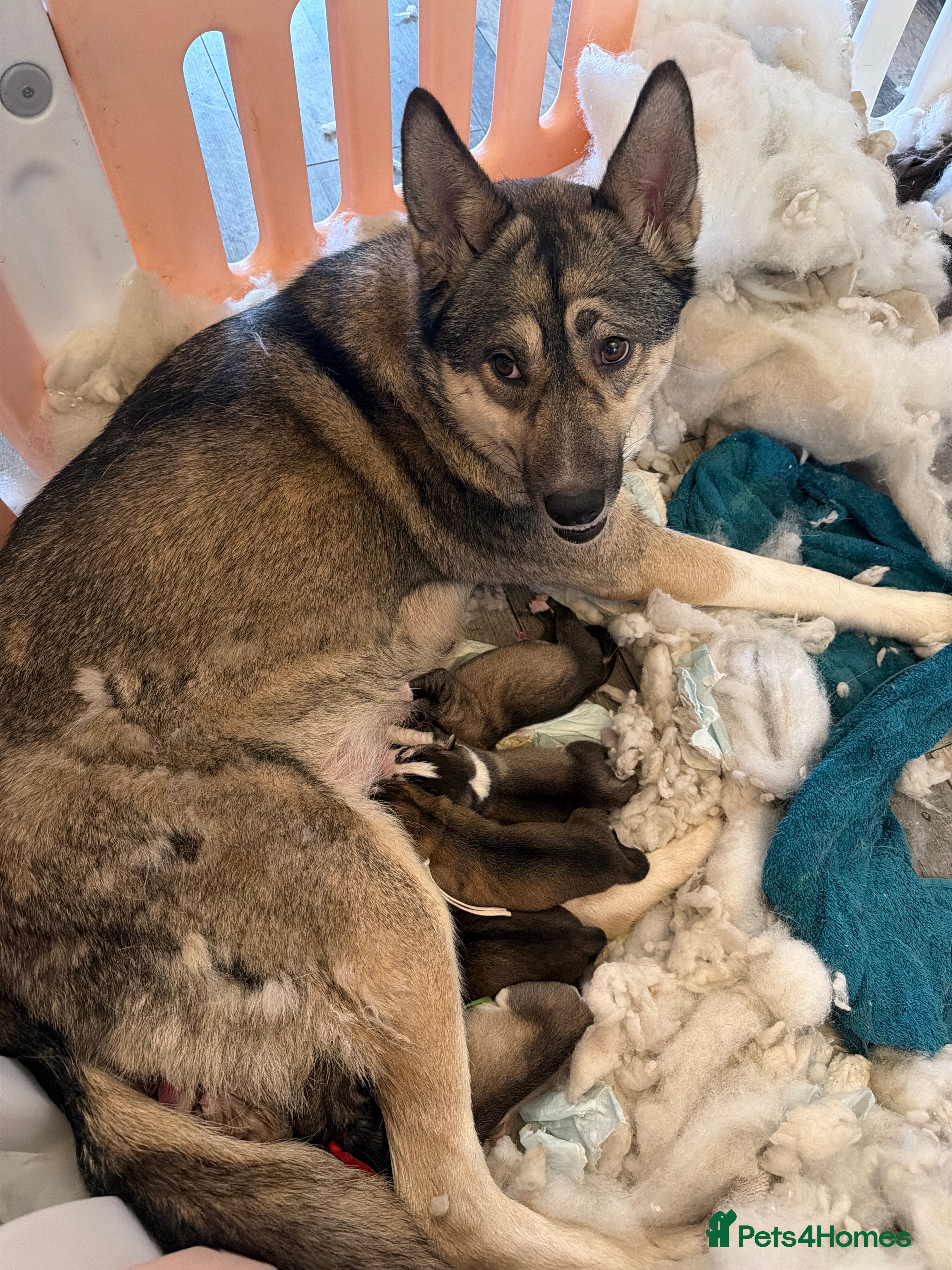 Siberian Husky dogs Gorgeous husky puppies - Advert 5