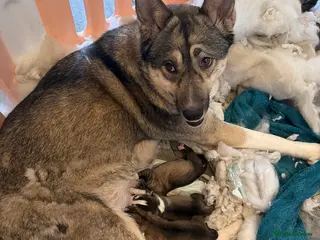 Siberian Husky dogs Gorgeous husky puppies - Advert 7