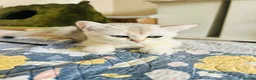 Scottish Fold cats for sale: BEAUTIFUL KITTENS LOOKING FOR THEIR FOREVER HOMES! - Advert 11