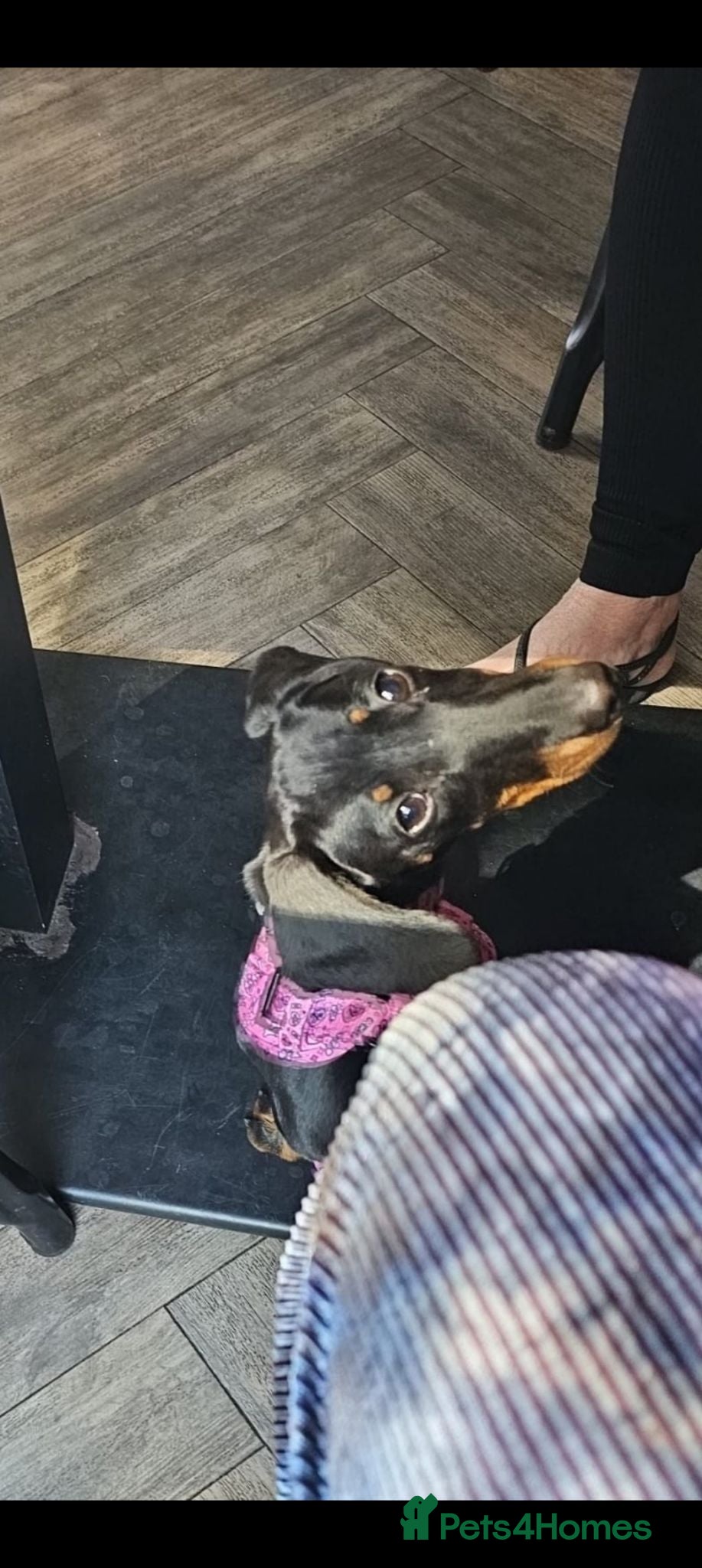 Dachshund dogs 💜 Meet Lainey💜  - Advert 8