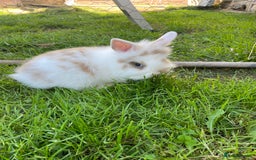 Lionhead rabbits for sale: Lion head  - Image 24