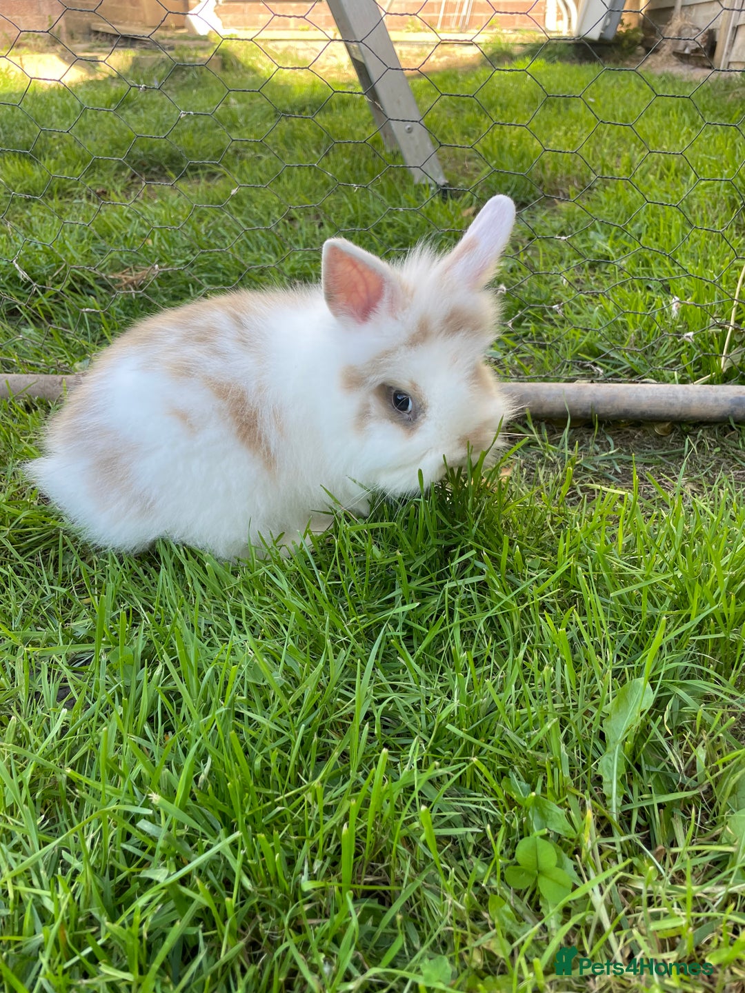 Lionhead rabbits for sale: Lion head  - Image 24