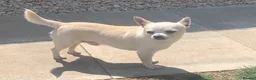 Chihuahua dogs for sale: Handsome 3-Year-Old Male Chihuahua in Salisbury - Advert 6