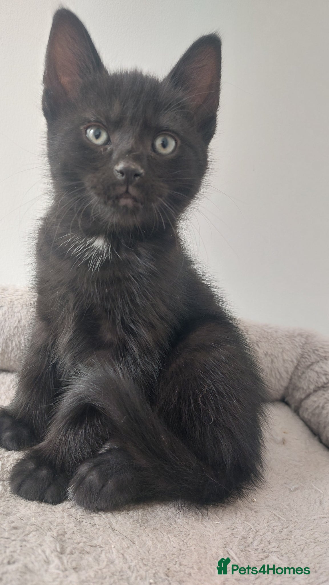 Mixed Breed cats  Adorable Kittens 💞 - Advert 13