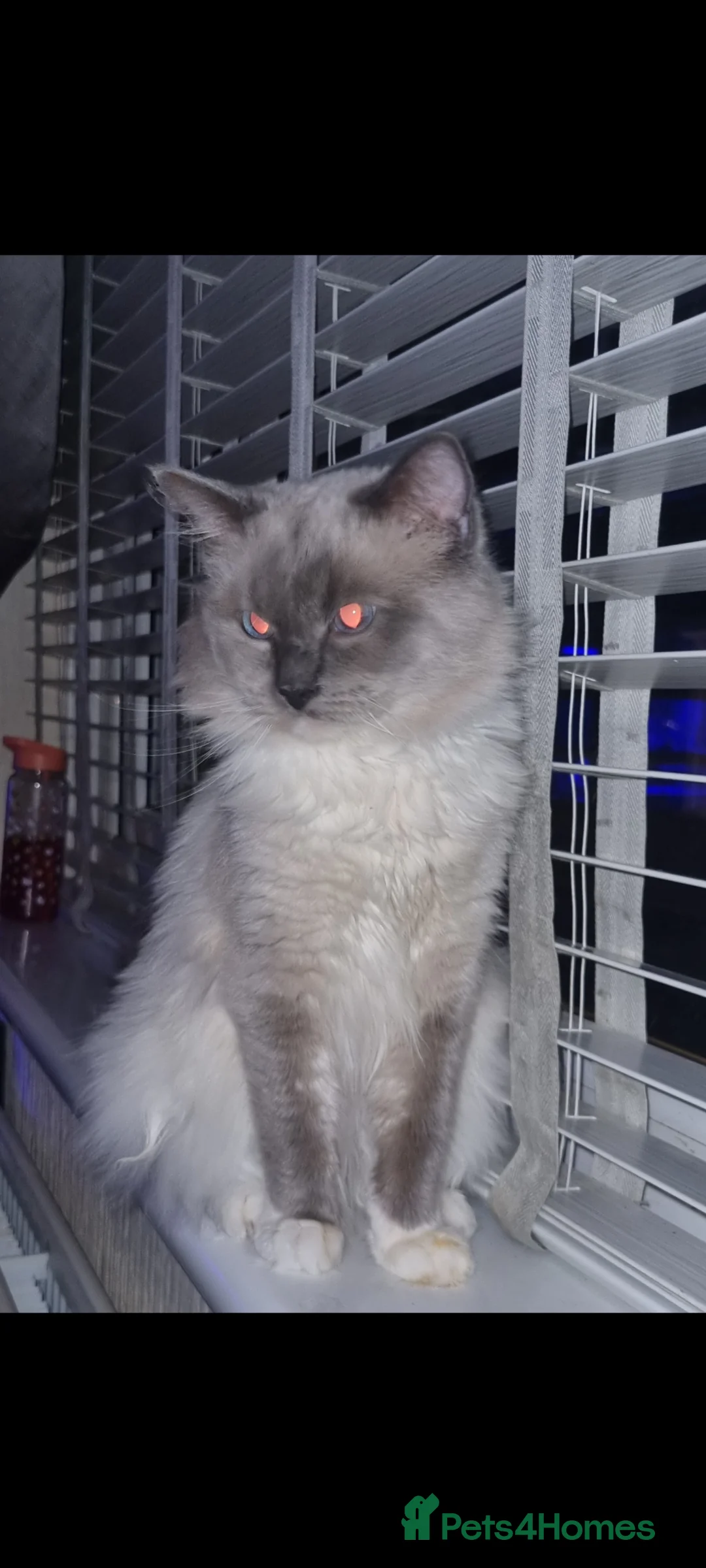 Ragdoll cats for sale: Beautiful blu - Advert 1