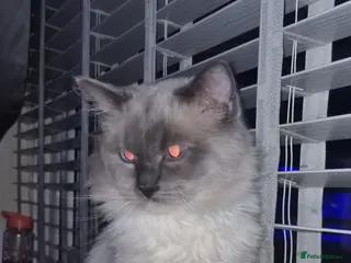 Ragdoll cats Beautiful blu - Advert 2