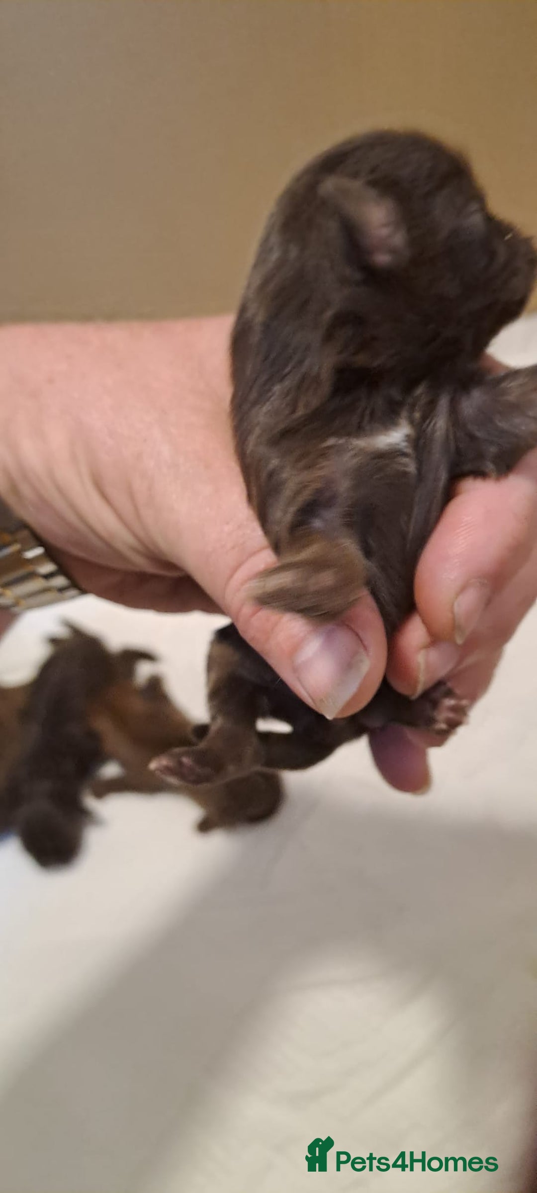 Malshi dogs for sale: Malshi - Advert 24