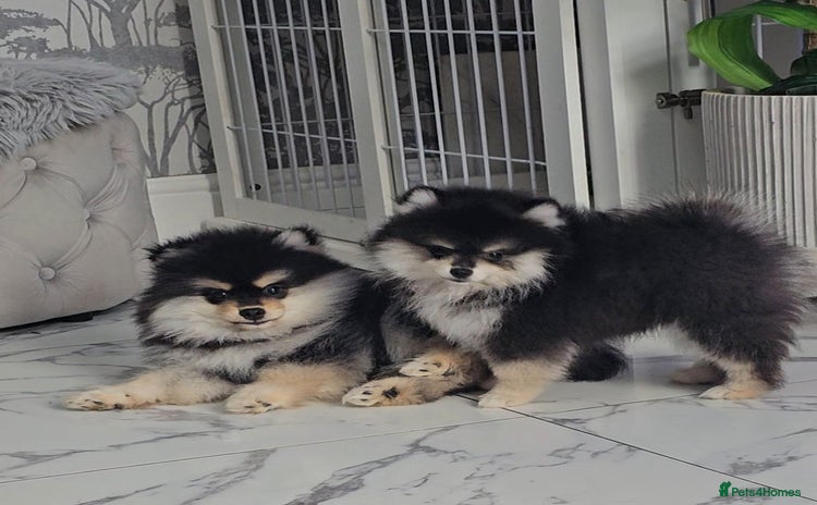 Pomsky dogs - Advert 2