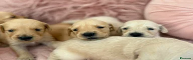 Golden Retriever 8