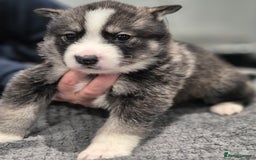 Huskita dogs for sale: FABULOUS HUSKITA PUPPIES Husky x Akita - Image 19