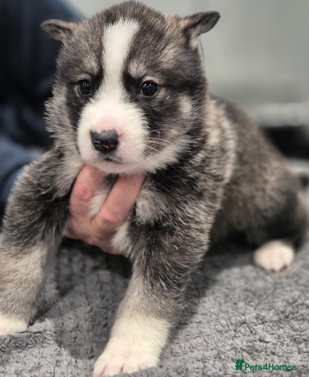 Huskita dogs for sale: FABULOUS HUSKITA PUPPIES Husky x Akita - Image 19