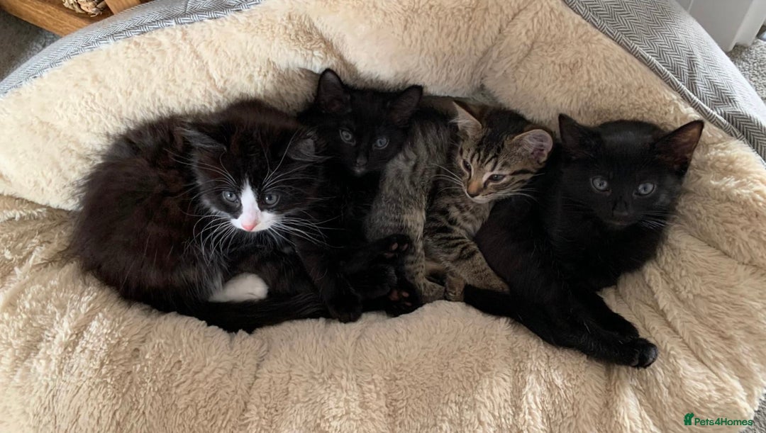 Domestic Shorthair cats for sale: Kittens  - Image 1