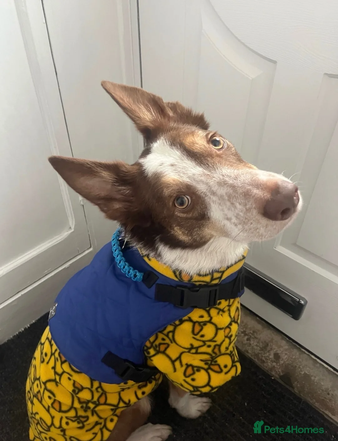 Border Collie dogs for sale: Our beautiful boy spud  - Advert 2