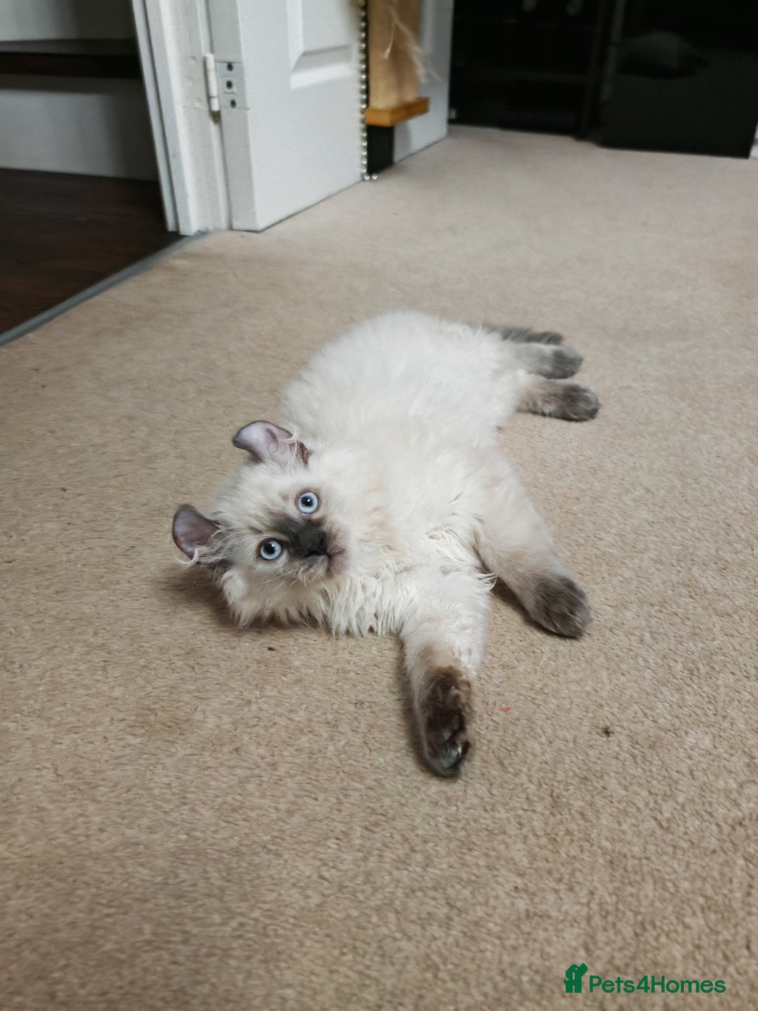 American Curl cats for sale: RARE, Unique, Affectionate American Curl Kittens!  - Advert 16