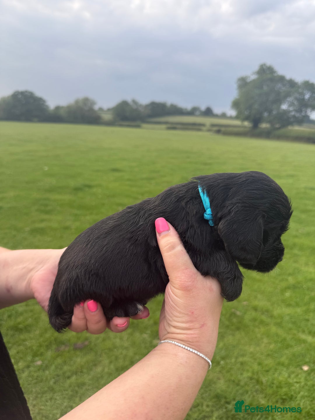 Cockapoo dogs for sale: Cockapoo puppies F1 READY TO LEAVE 🏡🥰 in Leicester - Image 22