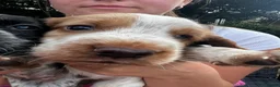 Cocker Spaniel dogs for sale: 🐾 Beautiful Cocker Spaniel Puppies 🐾 - Advert 16