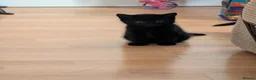 Mixed Breed cats for sale: 3 female kittens ready to go.  in Peterborough - Advert 4