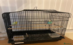 Budgerigars birds for sale: Budgies-couple - Image 2