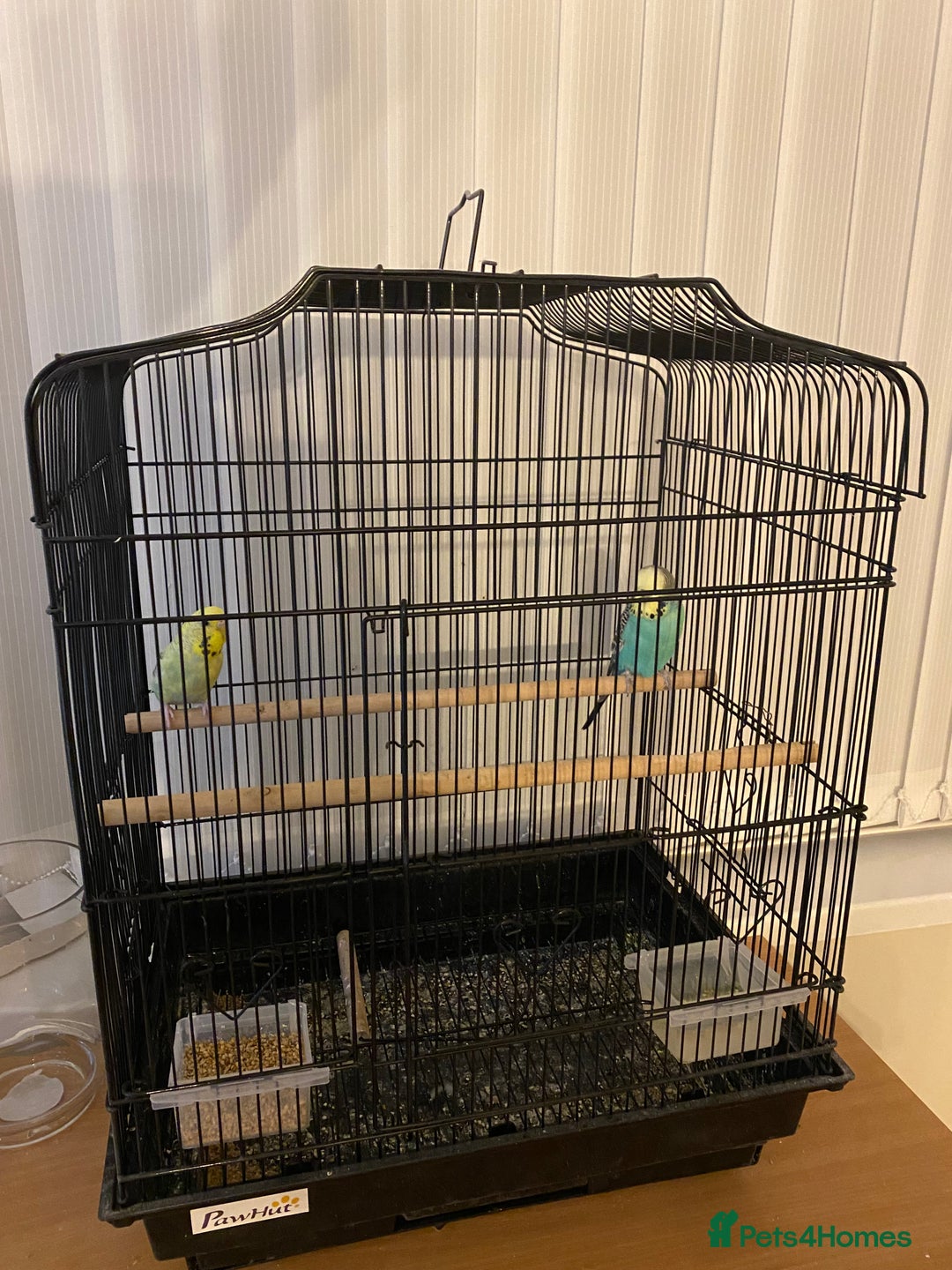 Budgerigars birds for sale: Budgies-couple - Image 2