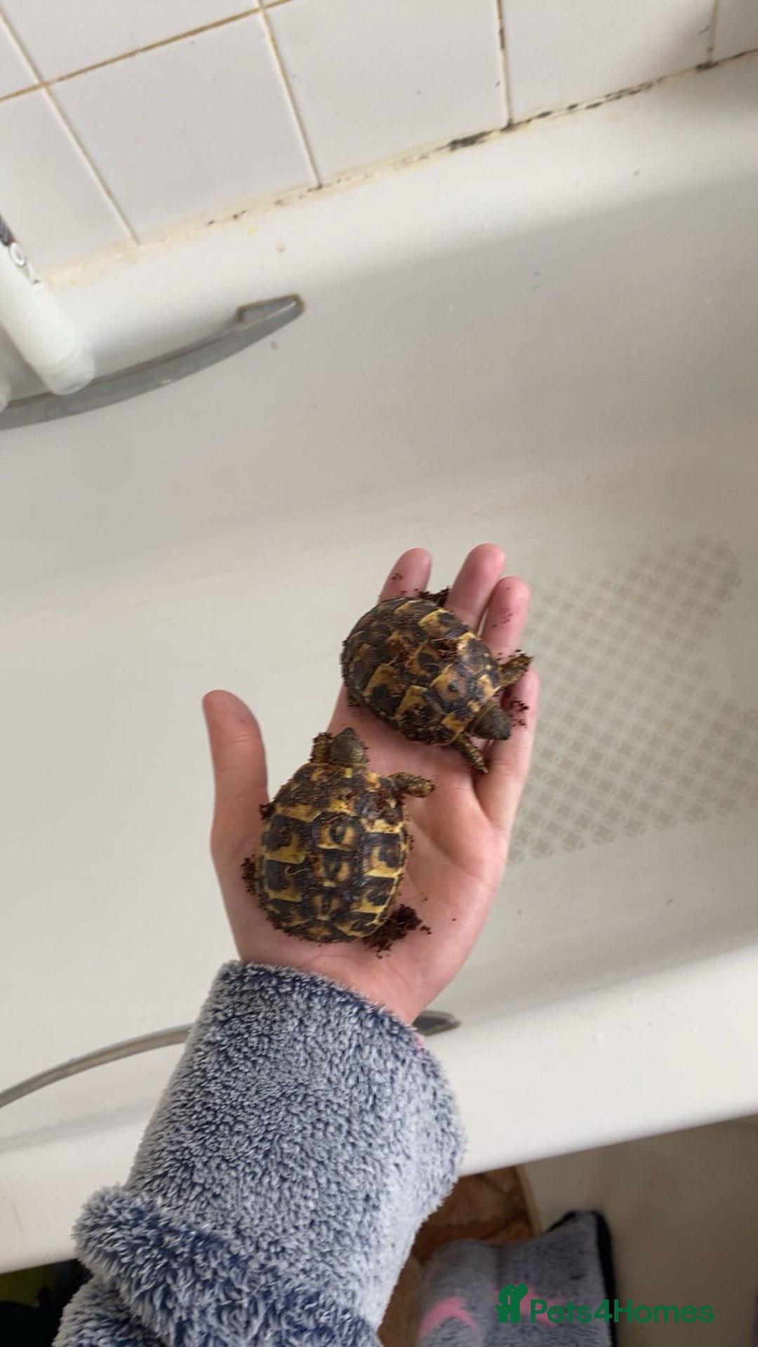 Tortoise reptiles for sale: 11month old baby Herman's tortoises - Image 1
