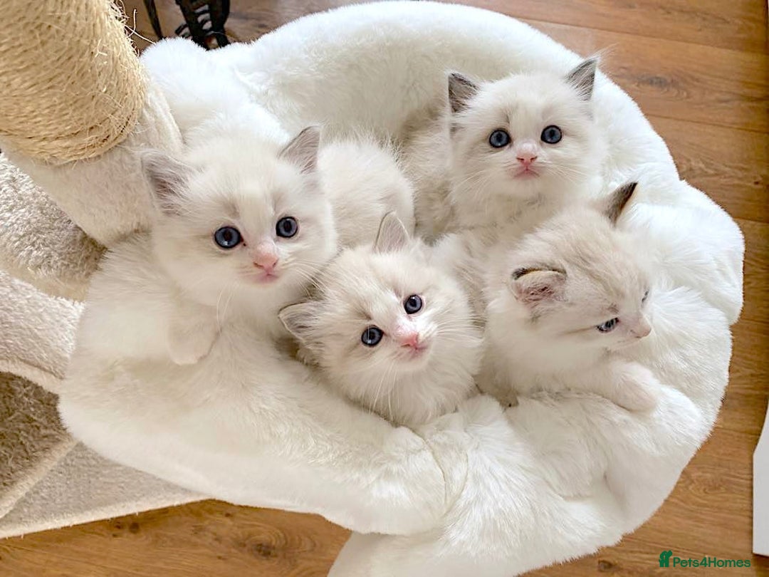 Ragdoll cats for sale: INDOOR FULL PEDIGREE RAGDOLL KITTENS - Advert 13