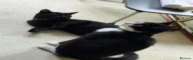 Tuxedo cat-Arlo 