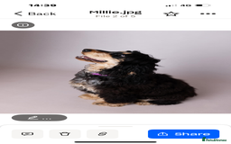 Cocker Spaniel dogs for sale: Show Cocker Spaniel pups KC reg - Image 20