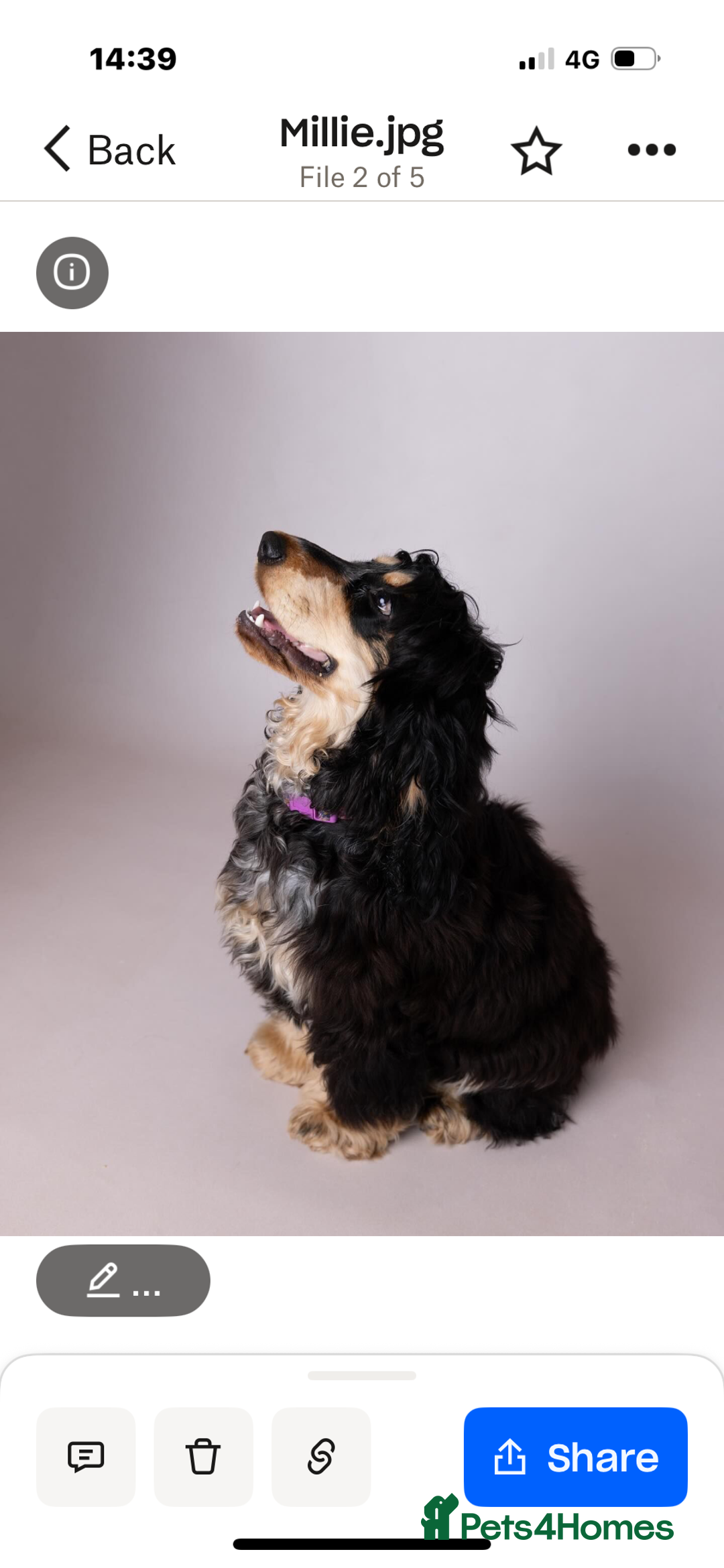 Cocker Spaniel dogs for sale: Show Cocker Spaniel pups KC reg - Image 20
