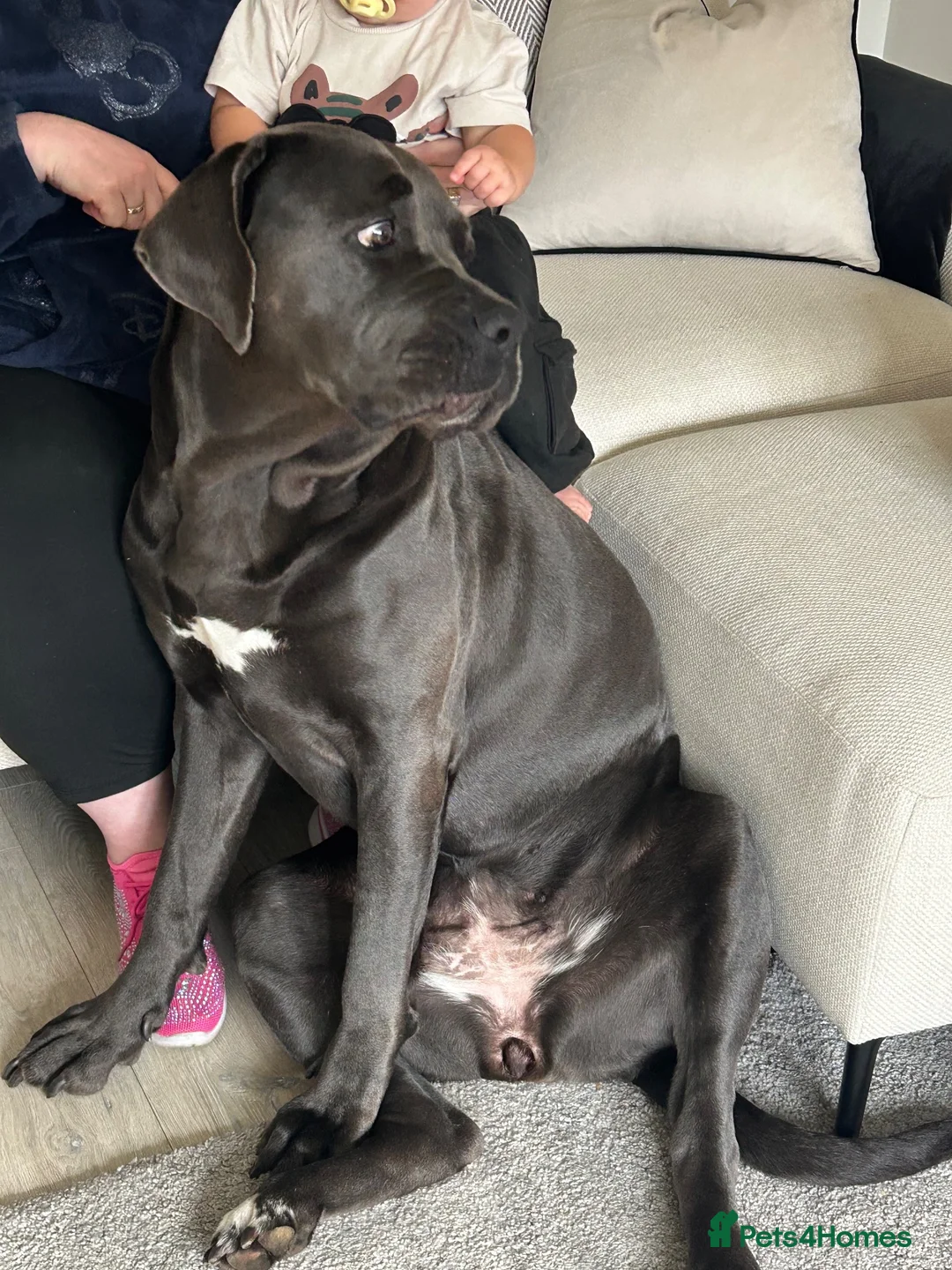 Cane Corso dogs for sale: Beautiful Female Cane Corso – 4 Years Old in Littleborough - Advert 6