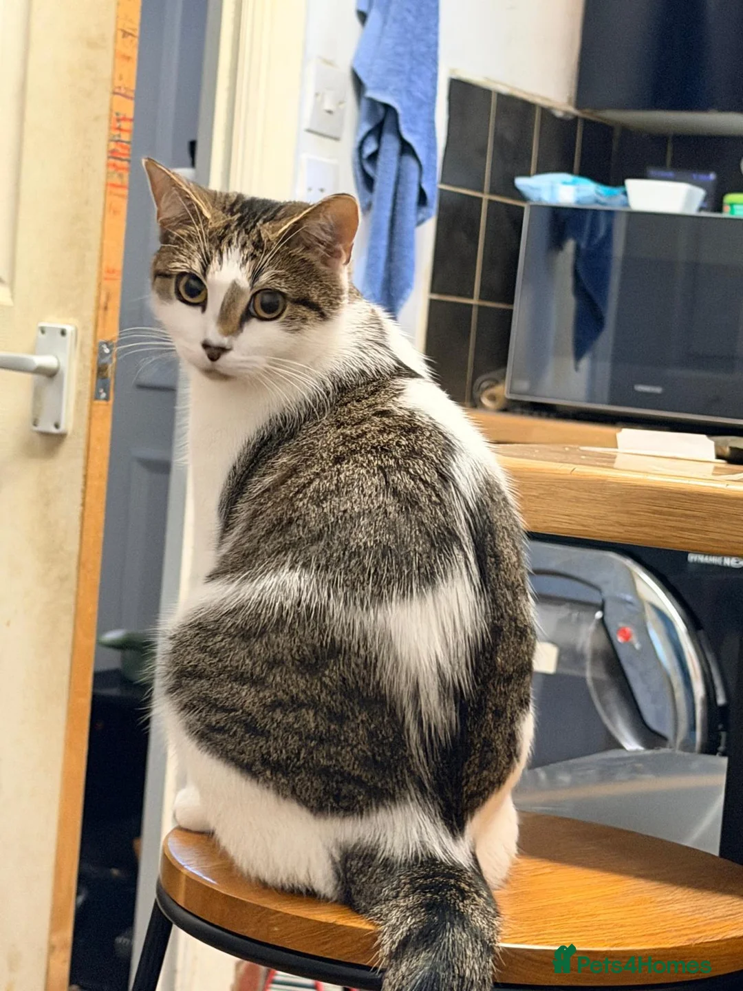 Domestic Shorthair cats for sale: Adventurous Domestic Shorthair Kitten, 1 year old in Brighouse - Advert 2